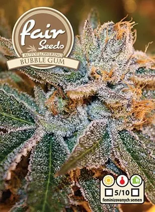 Bubble Gum - 10ks feminizovaná semínka Fair Seeds