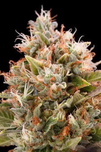 Chemdawg - feminizovaná semínka 5ks Humboldt