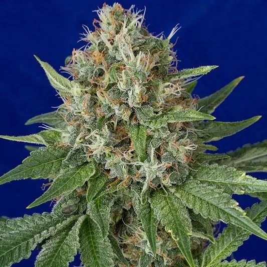 OG Kush - feminizovaná semínka 5ks Humboldt