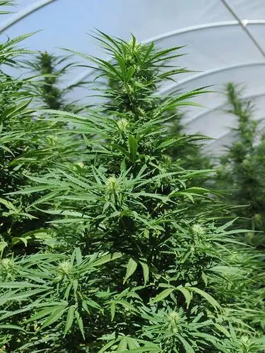 Green Crack - feminizovaná semínka 5ks Humboldt
