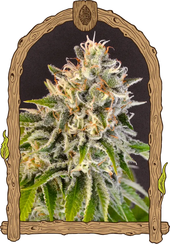 Exotic Biscotti - feminizovaná semena, 3 ks, Exotic Seeds
