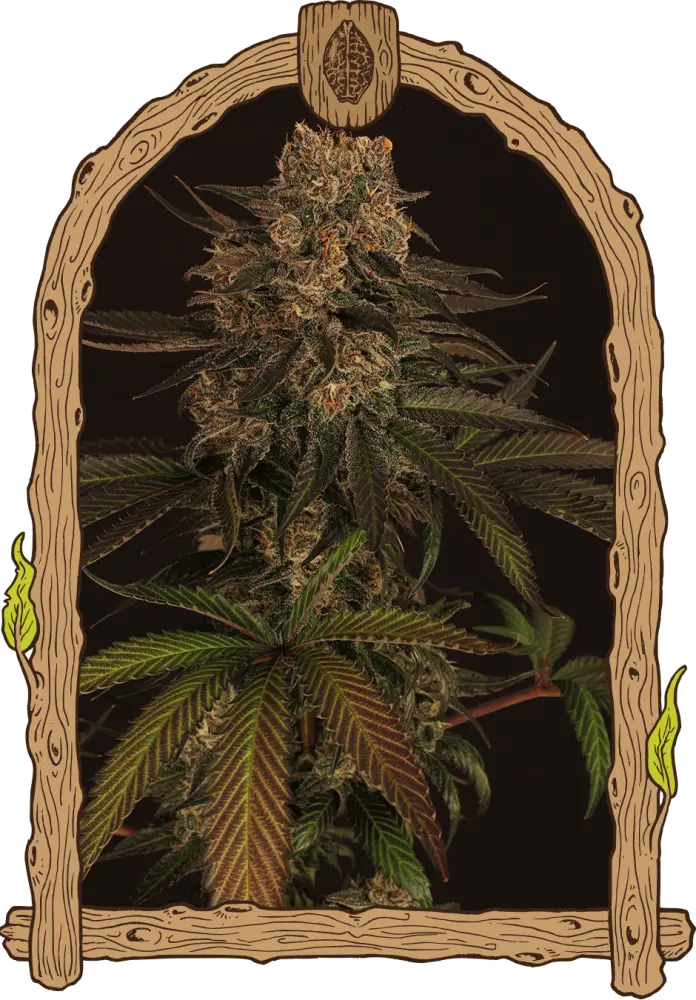 Exotic Colours - feminizovaná semena, 10 ks, Exotic Seed
