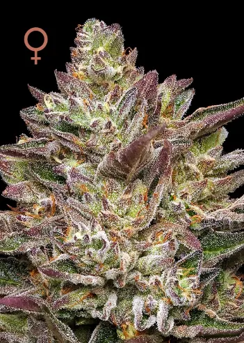 Humboldt Seed Company Guzzlerz feminized semena