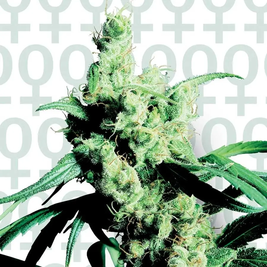 Silver Haze  n.9 x Haze - feminizovaná semínka 10ks Sensi Seeds
