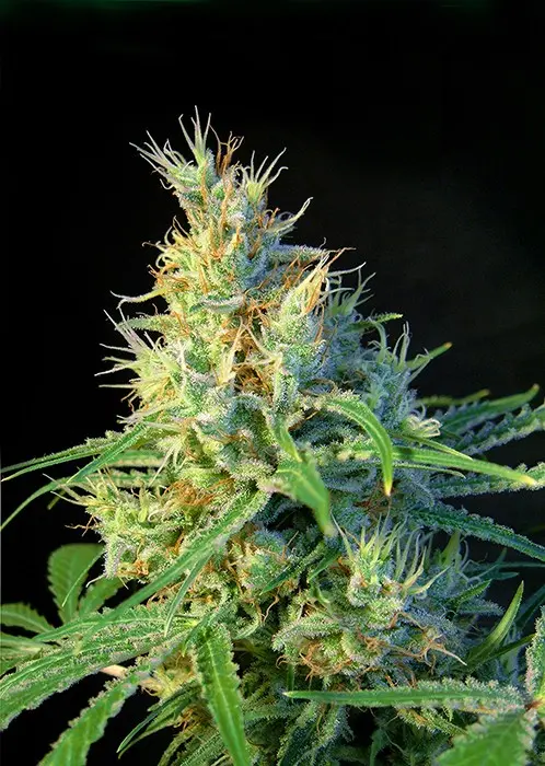 Psicodelicia – feminizovaná semínka 3 ks Sweet Seeds