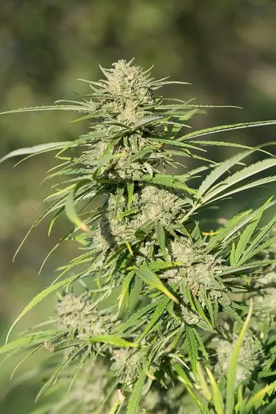 Critical Kush - feminizovaná semínka 3ks Dinafem