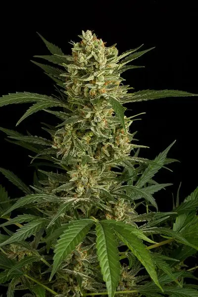 Original Amnesia Auto - fem. a samonakvétací semínka 10ks Dinafem