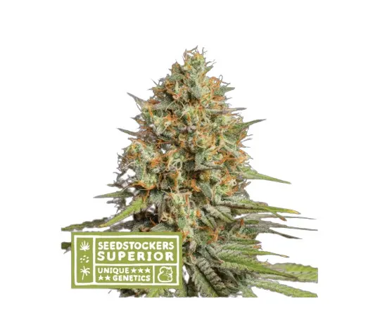 Triton Biscotto Lime Auto - autoflower semena konopí 5 ks, Seestockers