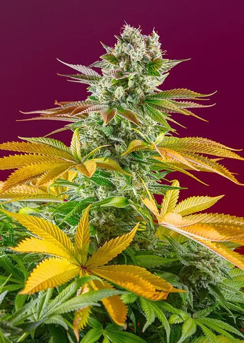 Gorilla Girl F1 FAST - feminizovaná semínka 5 ks Sweet Seeds