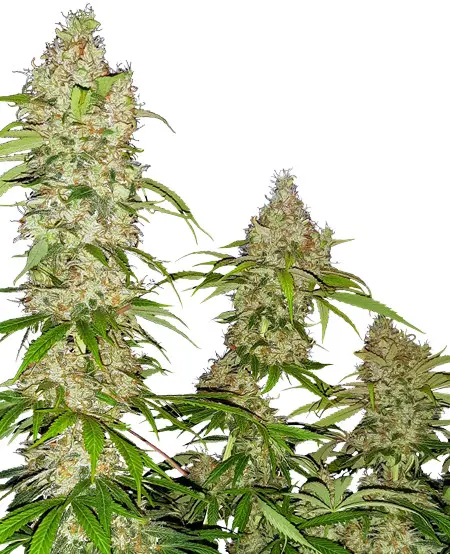 Banana Kush Cake - feminizovaná semínka 3 ks Sensi Seeds