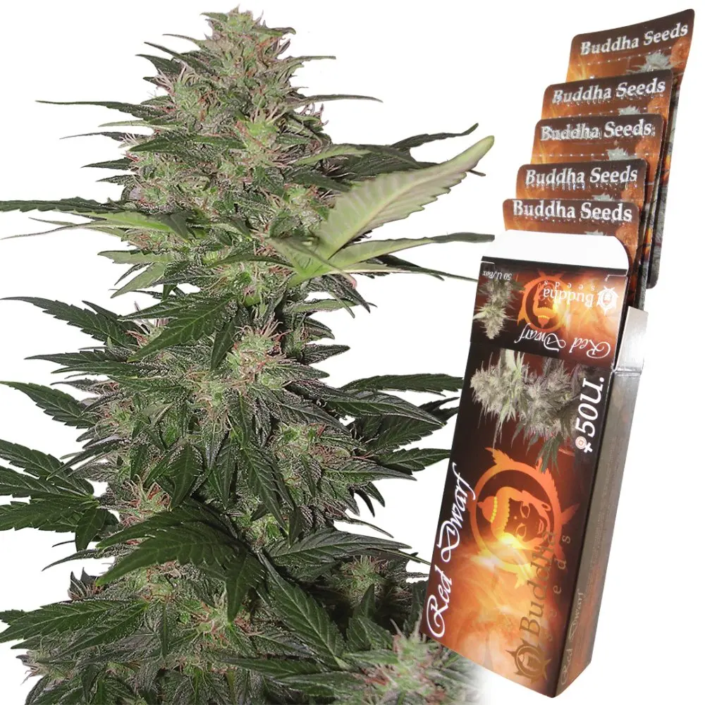 Red Dwarf auto - feminizovaná semena, 3 ks, Buddha Seeds