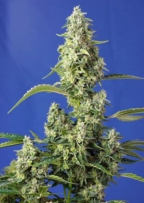 Gorilla Girl XL Auto Feminizovaná Semínka - 5