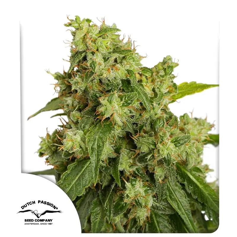 Auto Xtreme®- samonakvétací semínka 3 ks Dutch Passion