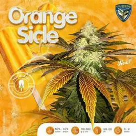 T.H. Seeds Orangesicle 710 Limited Pack feminizovaná semena, 5 ks