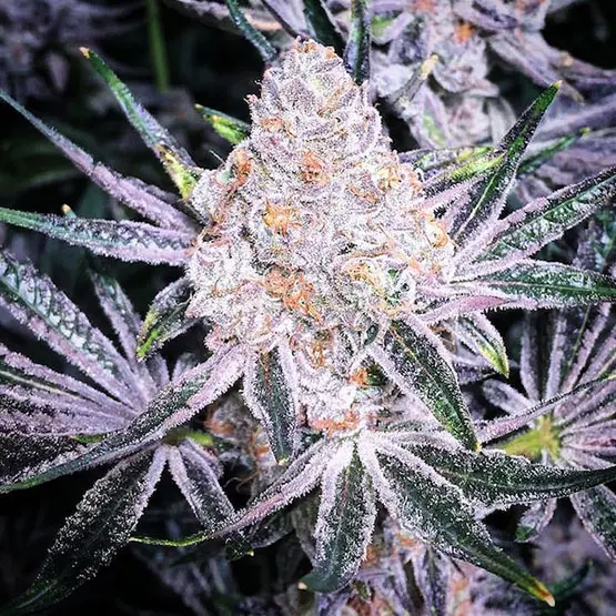 Ethos Genetics Purple Sunset Rbx2 feminizovaná semena