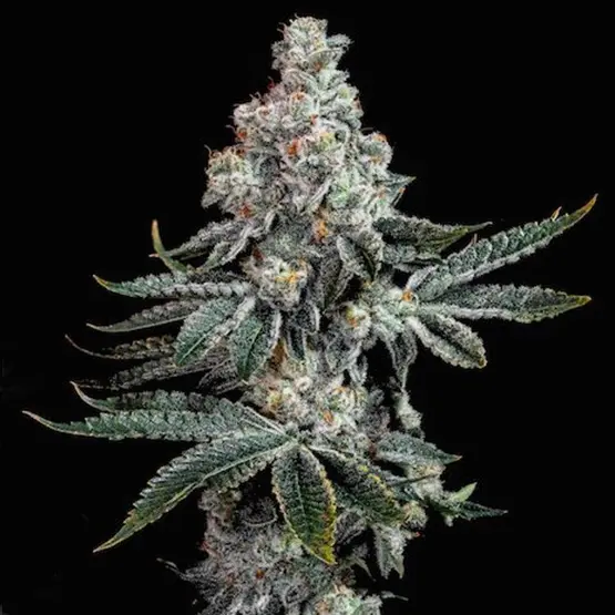 Ethos Genetics Grandpas Cookies R2V1 feminizovaná semena
