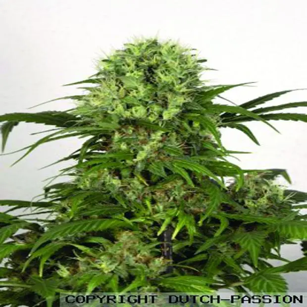 Green Spirit - feminizovaná semínka 10ks Dutch Passion