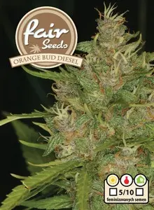 Orange Bud Diesel - feminizovaná semena 5 ks Fair Seeds