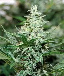 Red Dragon – feminizovaná semínka 10 ks Barney Farms