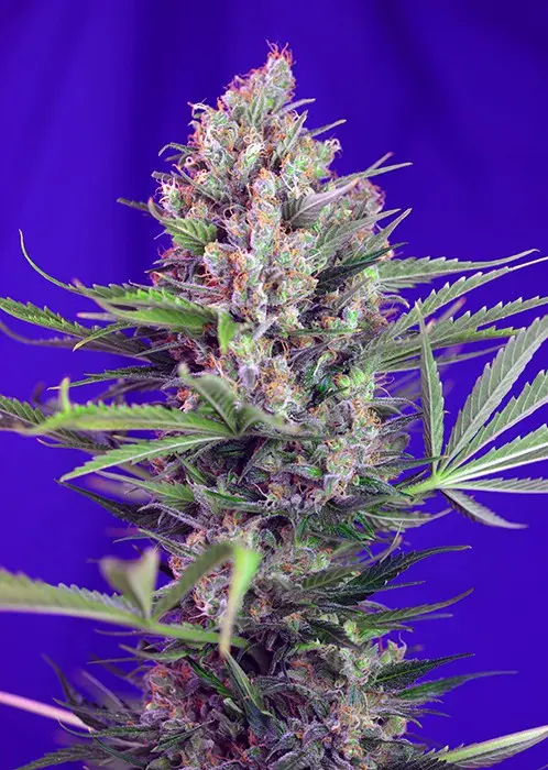 Cream Mandarine Fast Version- feminizovaná semínka 10ks Sweet Seeds