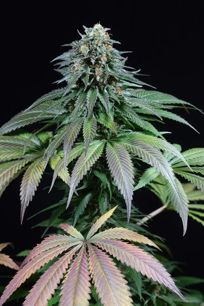 Purple Moby Dick - 3 ks feminizovaná semínka Dinafem