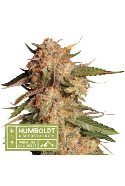 Apollo Black Cherry Auto - samonakvétací semena konopí HumboldtXSeedstockers, 5 ks