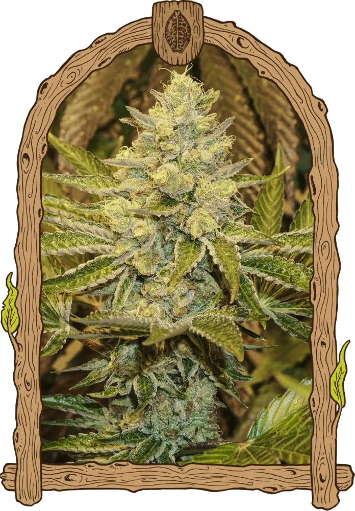 Exotic Animal - feminizovaná semena, 10 ks, Exotic Seed