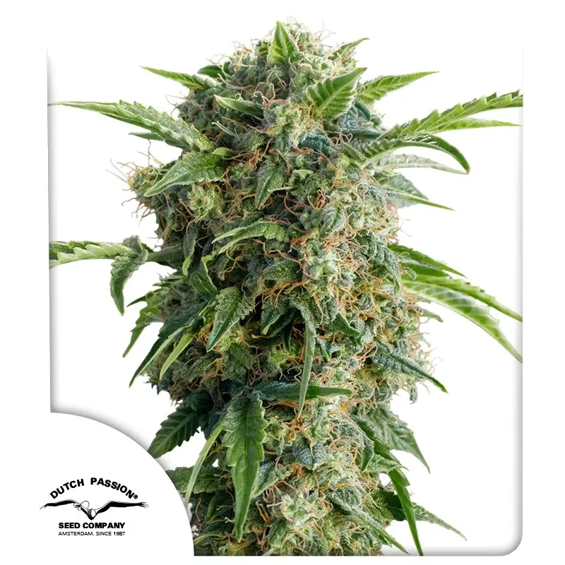 Daiquiri Lime Auto Feminizovaná Semena 3
