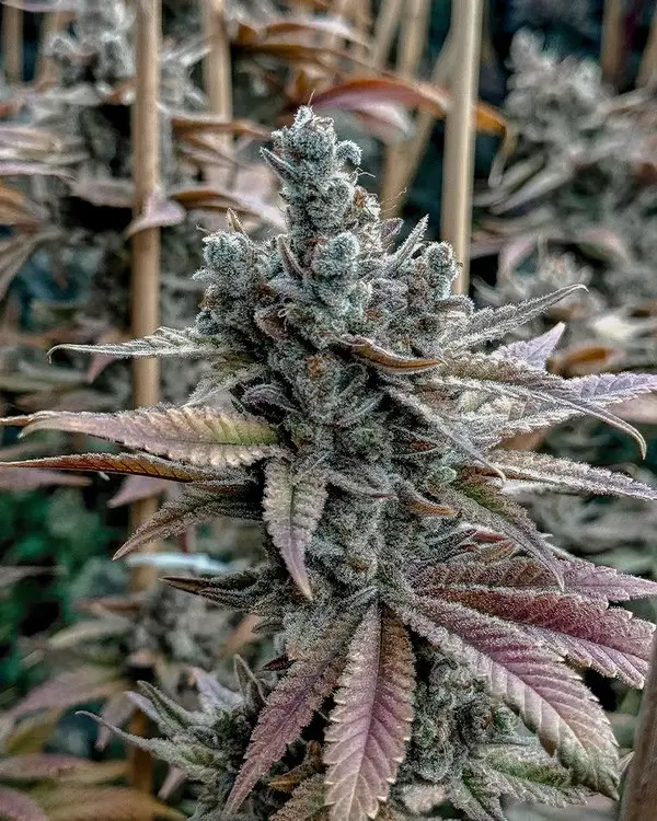 Solfire Gardens Lemon Elixir feminizovaná semena