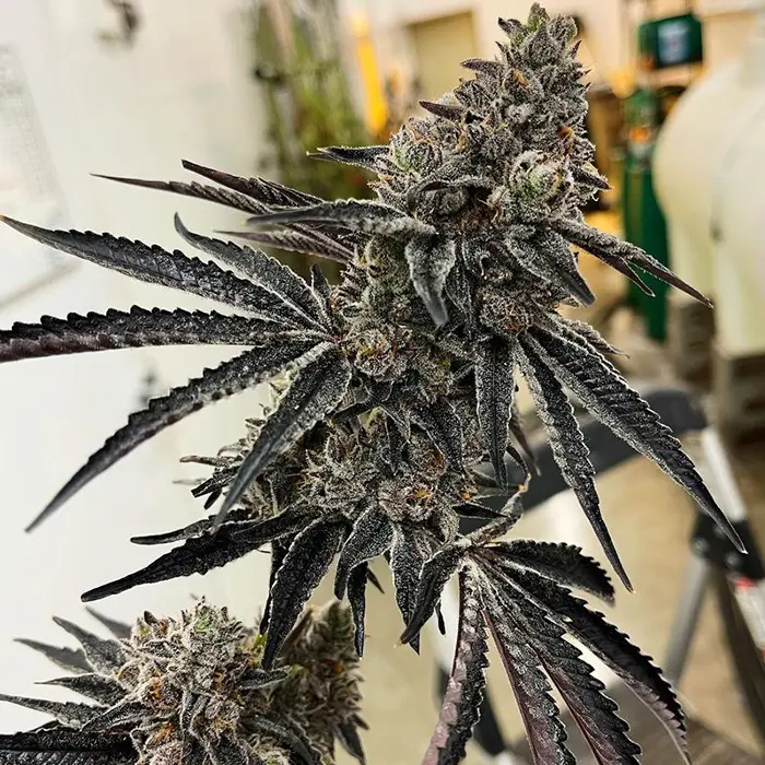 Exotic Genetix Roxanne feminizovaná semena