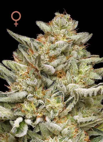 Humboldt Seed Company OG Triploid feminizovaná semena