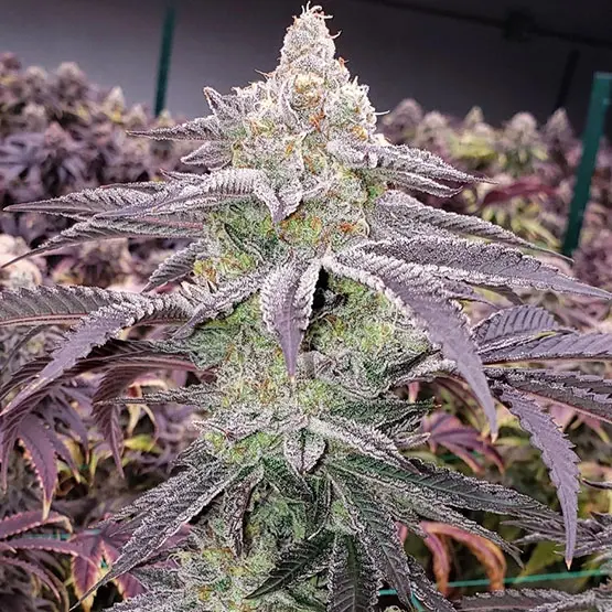Ethos Genetics Colin OG Rbx feminizovaná semena