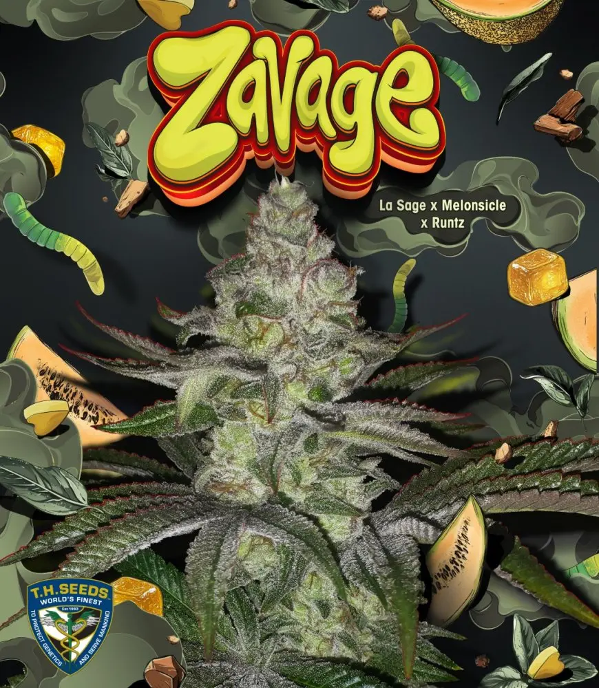 T.H. Seeds Zavage feminizovaná semena