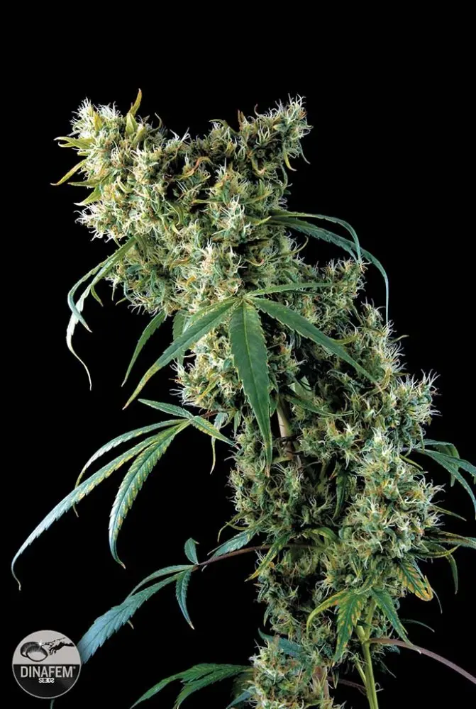 Super Silver Haze - 10 ks feminizovaná semínka Dinafem