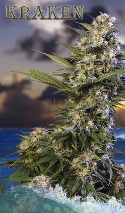 Kraken - 5 feminizovaných semen Buddha Seeds