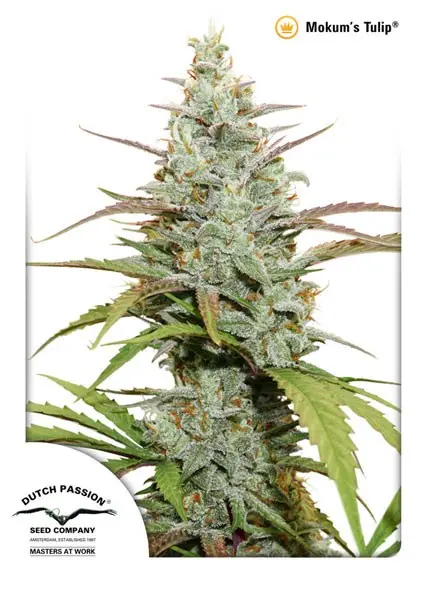 Mokum’s Tulip® - feminizovaná semínka 5 ks Dutch Passion