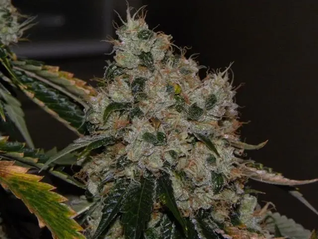 Cali Connection Chem 91 feminizovaná semena