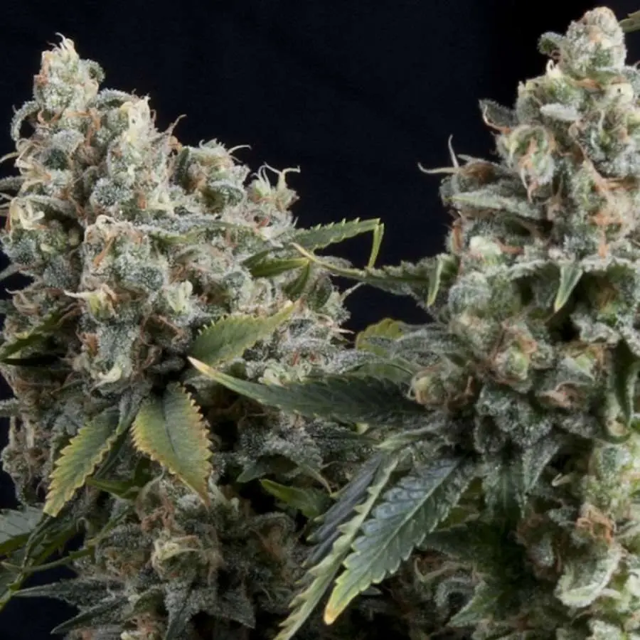 Pyramid Seeds Tutankhamon Auto feminizovaná semena