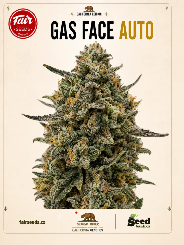 Fair Seeds Gas Face Auto samonakvétací feminizovaná semena