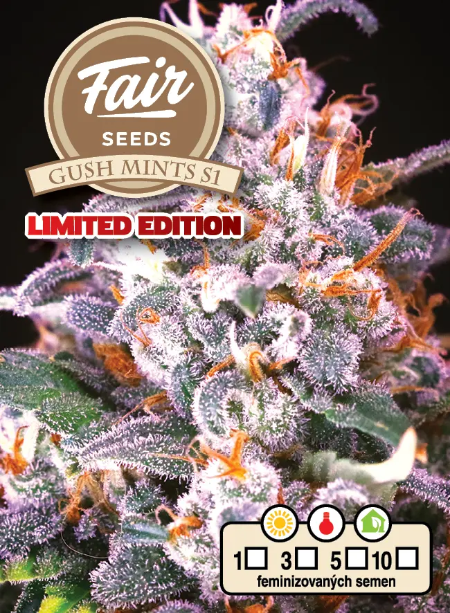Fair Seeds Gush Mints S1 feminizovaná semena
