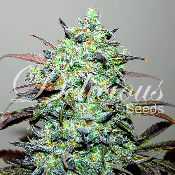 Delicious Seeds Eleven Roses feminizovaná semena