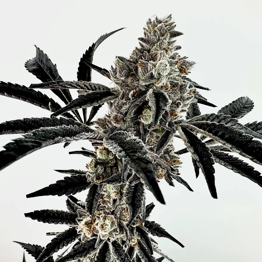 Exotic Genetix Poppin Fresh feminizovaná semena