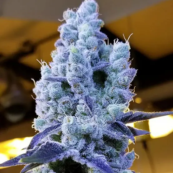 Ethos Genetics Mandarin Cookies V2 feminizovaná semena
