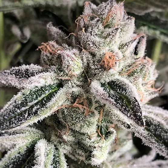 Ethos Genetics Crescendo Rbx1 feminizovaná semena
