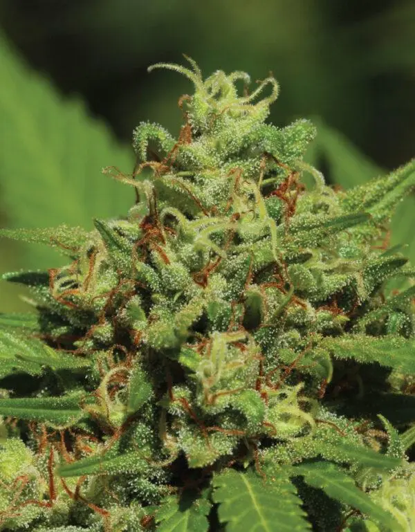 Humboldt Seed Company Emerald Fire OG regulérní semena