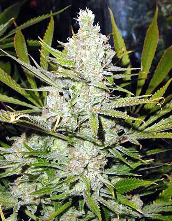 Super Silver Haze - semínka 5 ks (Indoor), regular Green House Seeds