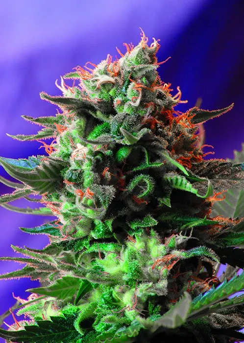 Jack 47 - feminizovaná semínka 10 ks Sweet Seeds