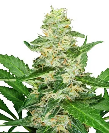 Super Skunk Automatic - samonakvétací semínka 10ks Sensi Seeds