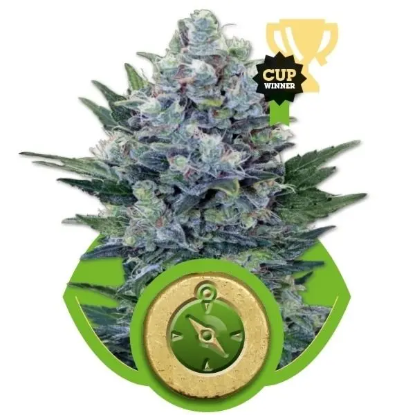 Northern Light Automatic - samonakvétací semínka 100 ks Royal Queen Seeds