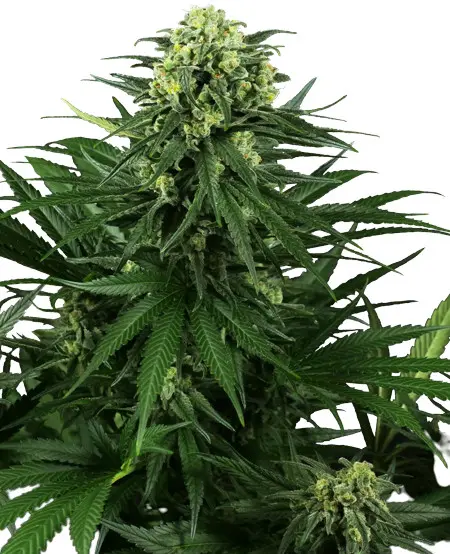 Honey Melon Kush - feminizovaná semena konopí 3 ks, Sensi Seeds